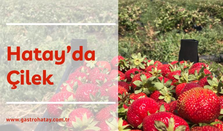 HATAY ÇİLEK ÜRETİMİNDE İDDİALI